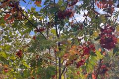 IMG-20261010-WA0013