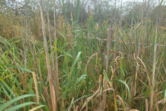 IMG-20261018-WA0017