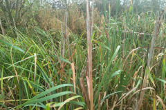 IMG-20261018-WA0029