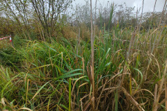 IMG-20261018-WA0041