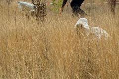IMG-20260915-WA0004