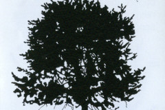 scan0505