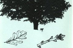 scan0511