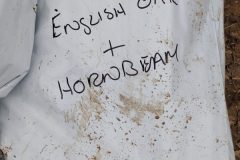 English Oak & Hornbeam